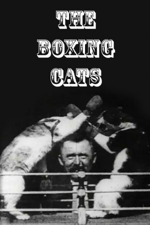 دانلود فیلم کوتاه The Boxing Cats (Prof. Welton’s)
